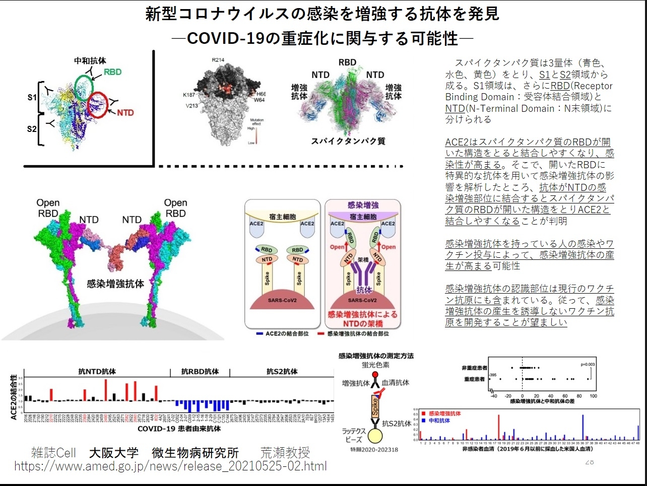 Cell Arase  ADE